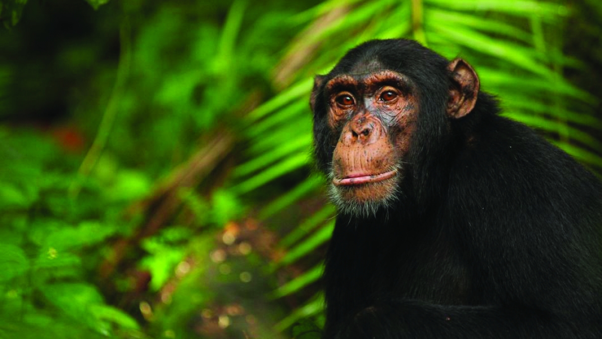 Chimpanzee named Abrams