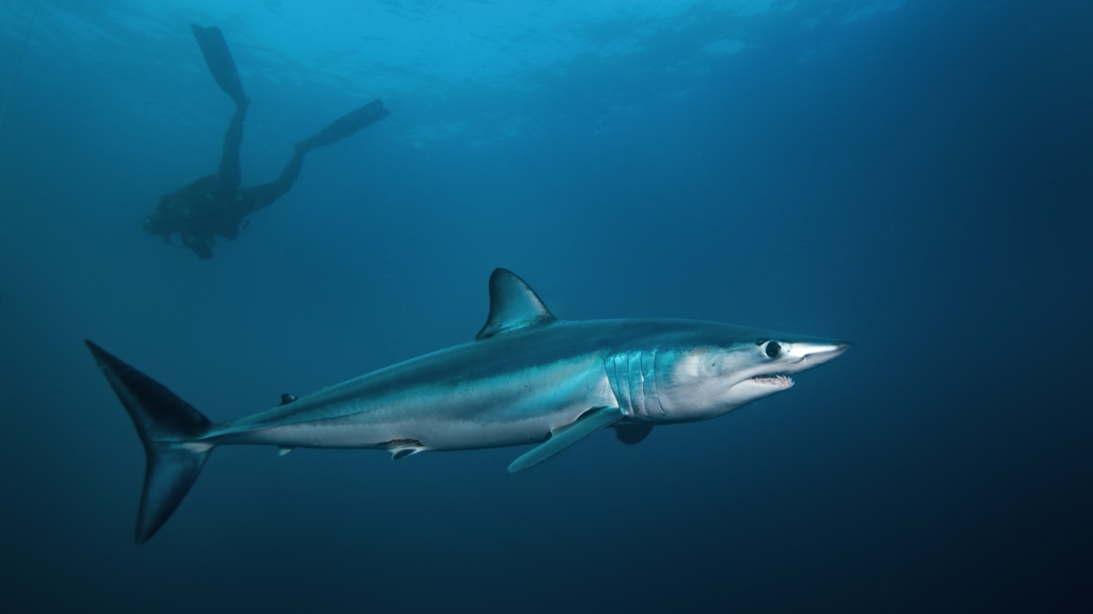 Mako shark, Isurus oxyrinchus, passes a scuba diver in the Atlantic ocean.