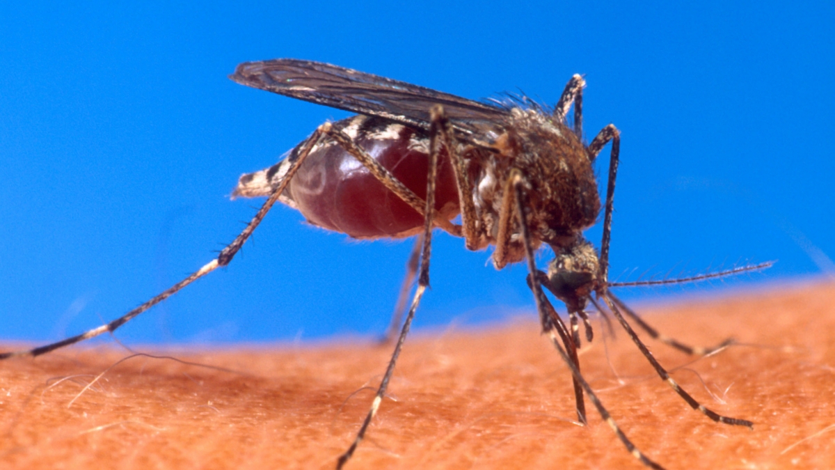 A picture of an aedes aegypti mosquito. This species has been responsible for most of the transmission of Zika. 