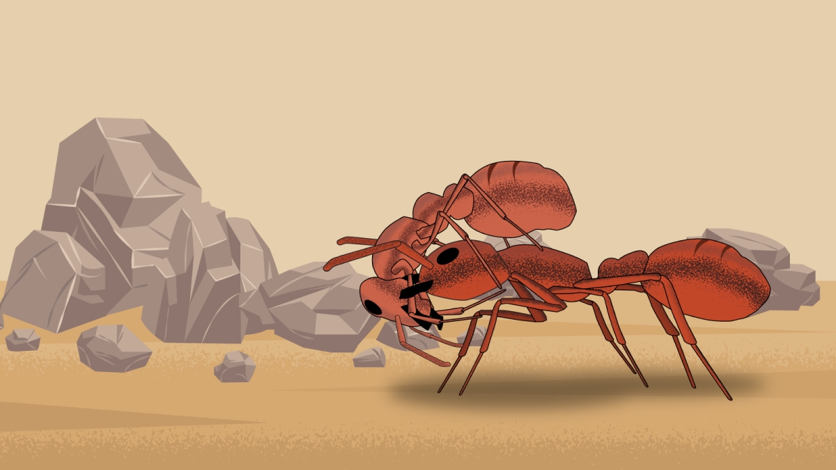 illustration of ant carrying another ant