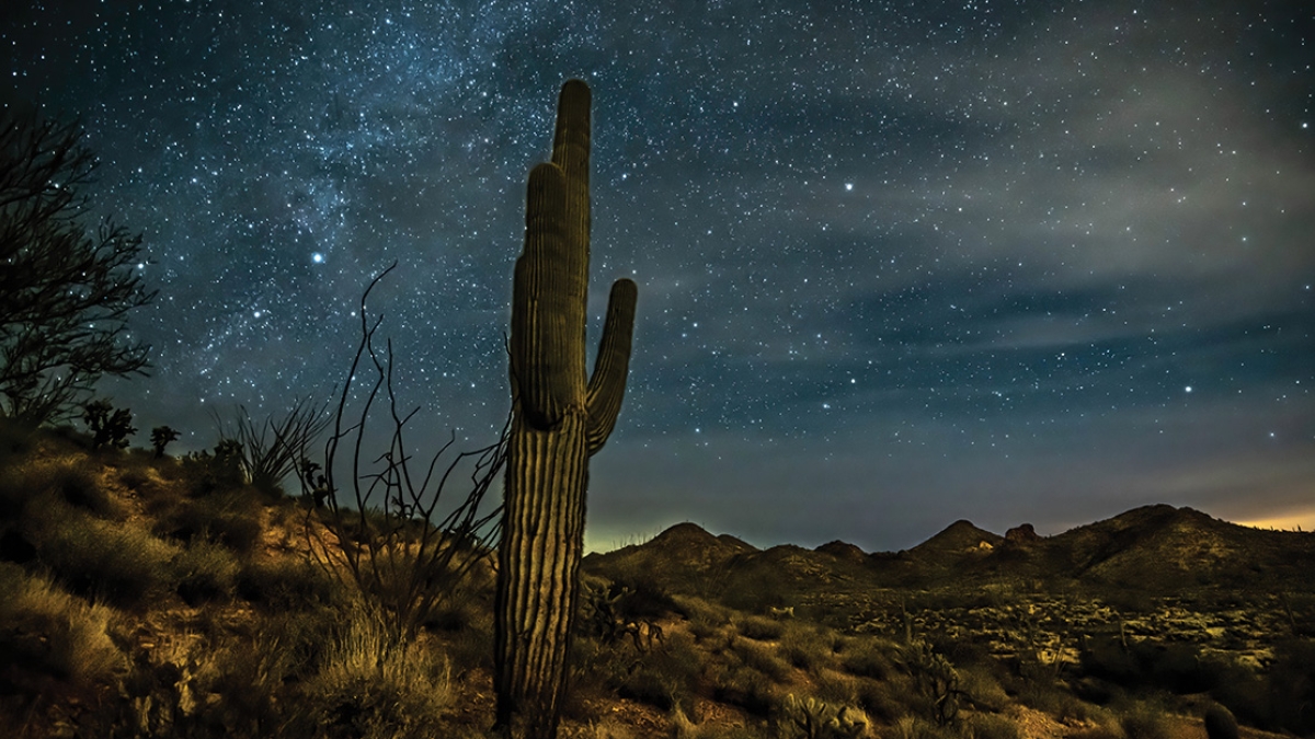 A saguaro cactus reaches up toward a starry night sky