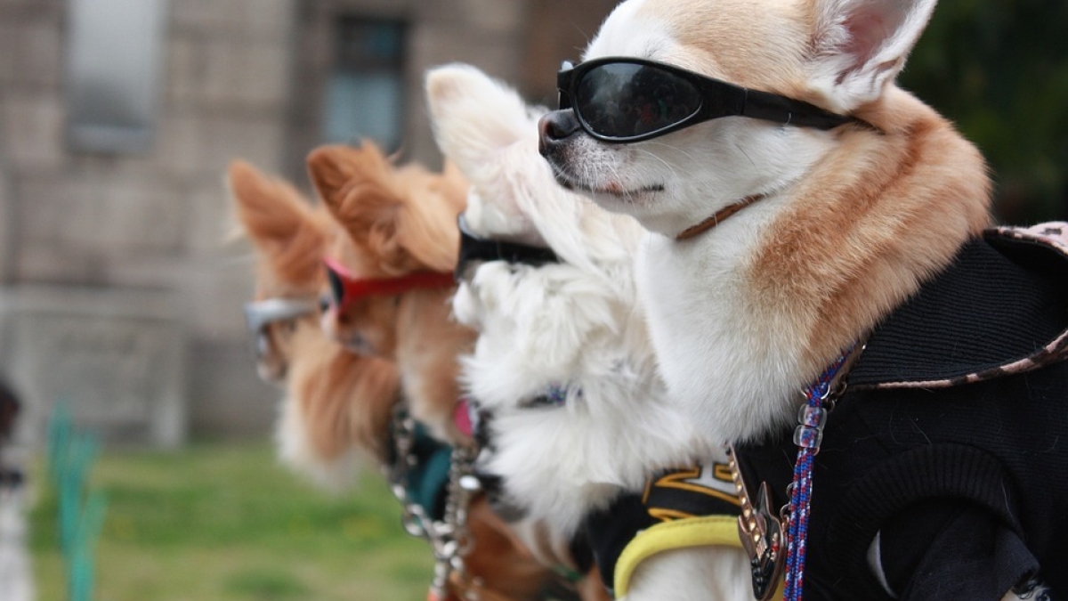 dogs wearing sunglasses
