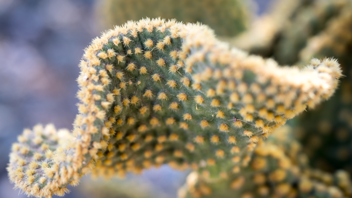 Closeup of a crested prickly pear