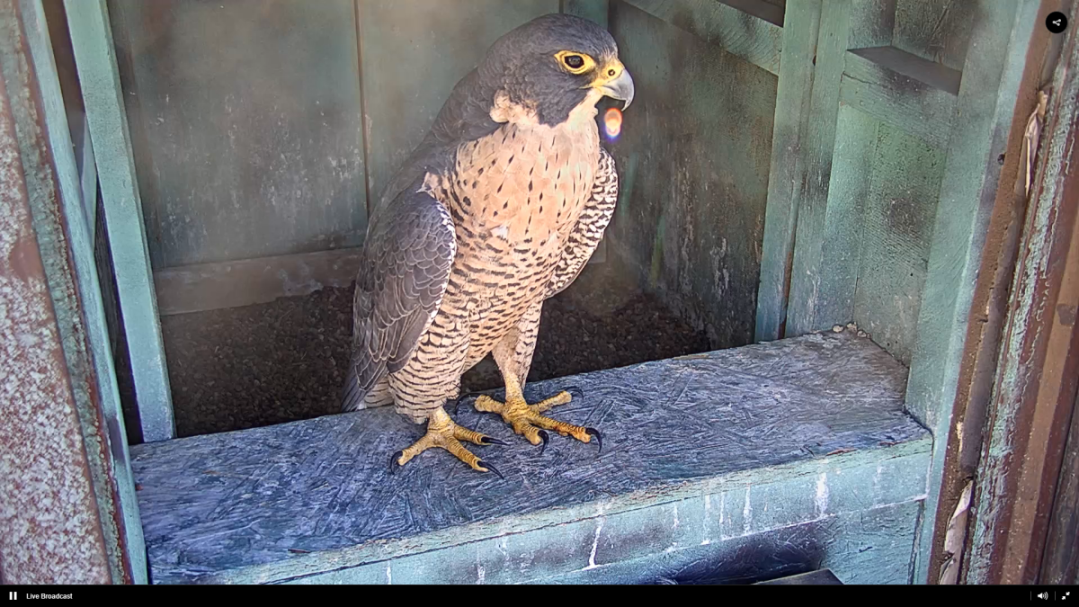 screenshot of peregrine falcon in Downtown Phoenix box