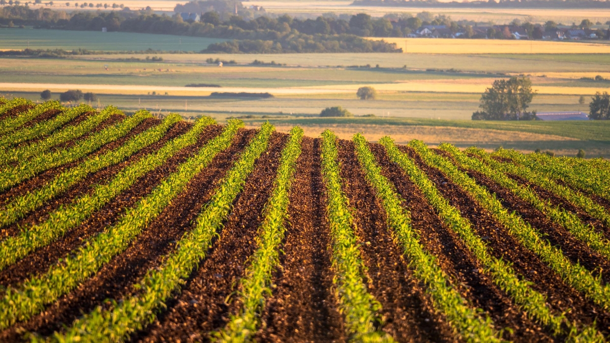 Landscape photo of rows of plants on farmland.