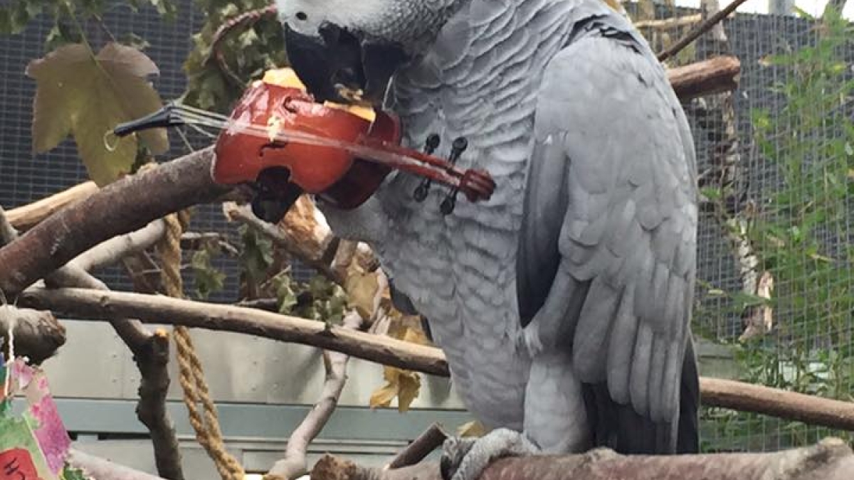 An African grey parrot plays a tiny violin.