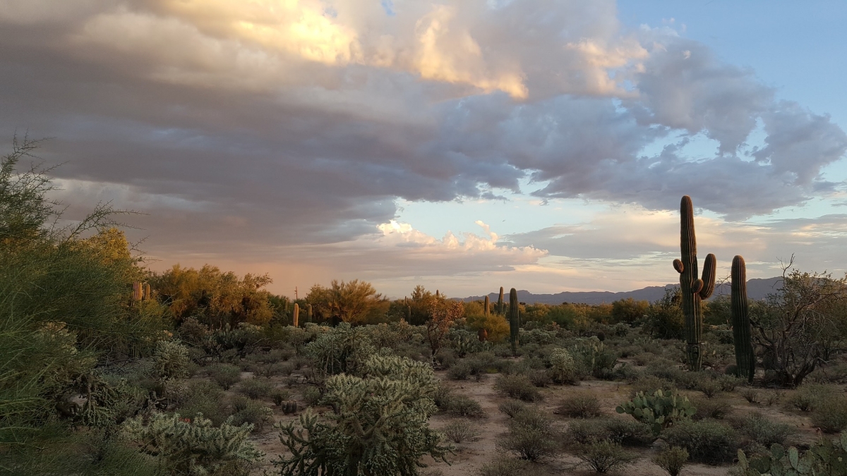 desert landscape with saguaro cacti