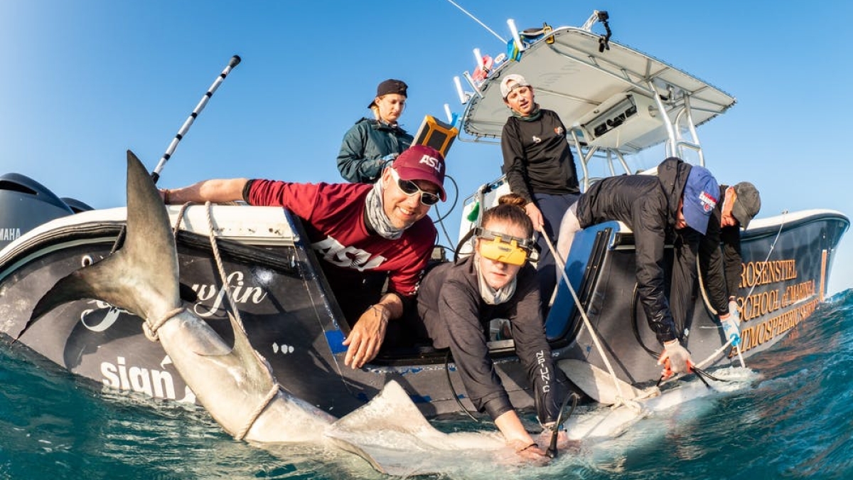 crew of ASU marine researchers on a boat holding a tiger shark