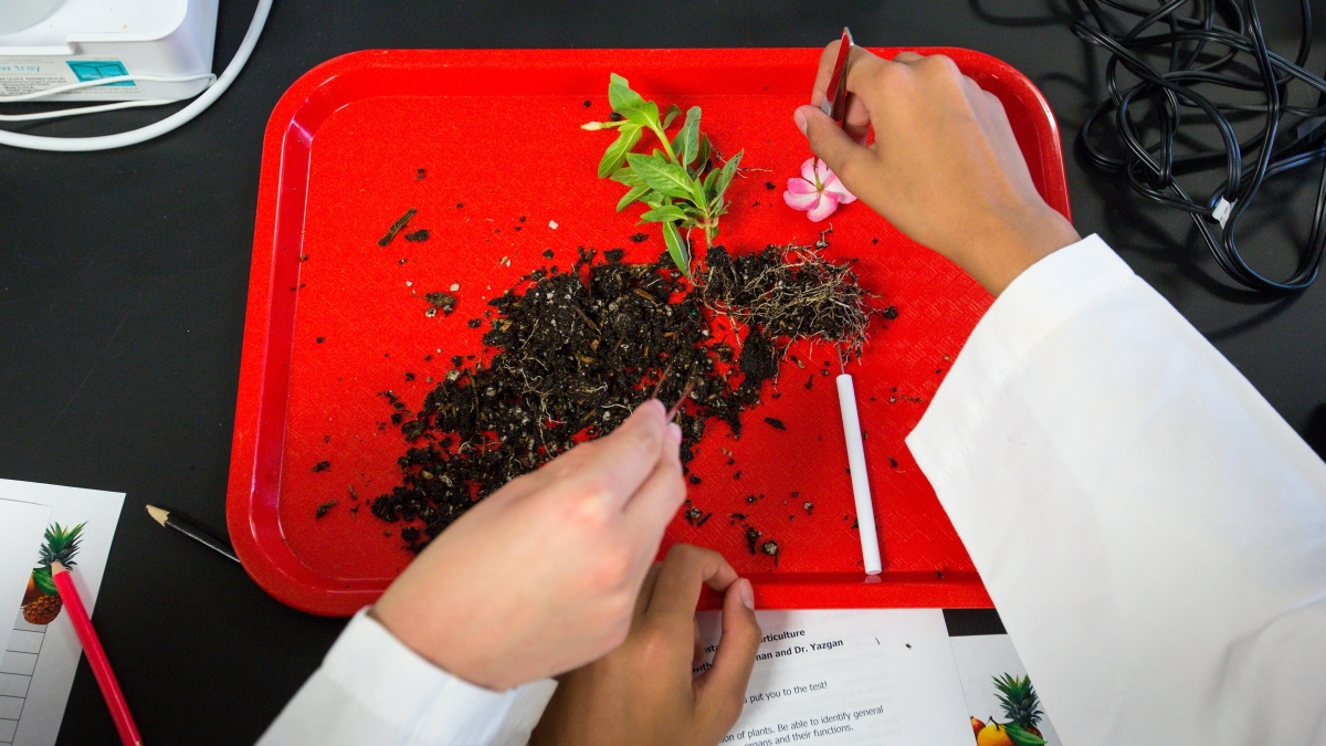 Students dissect a plant on a tray.