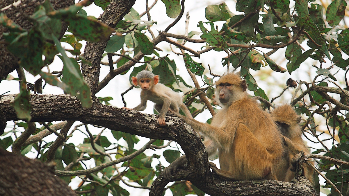 Mother Kinda baboon and her baby sitting on a tree branch.