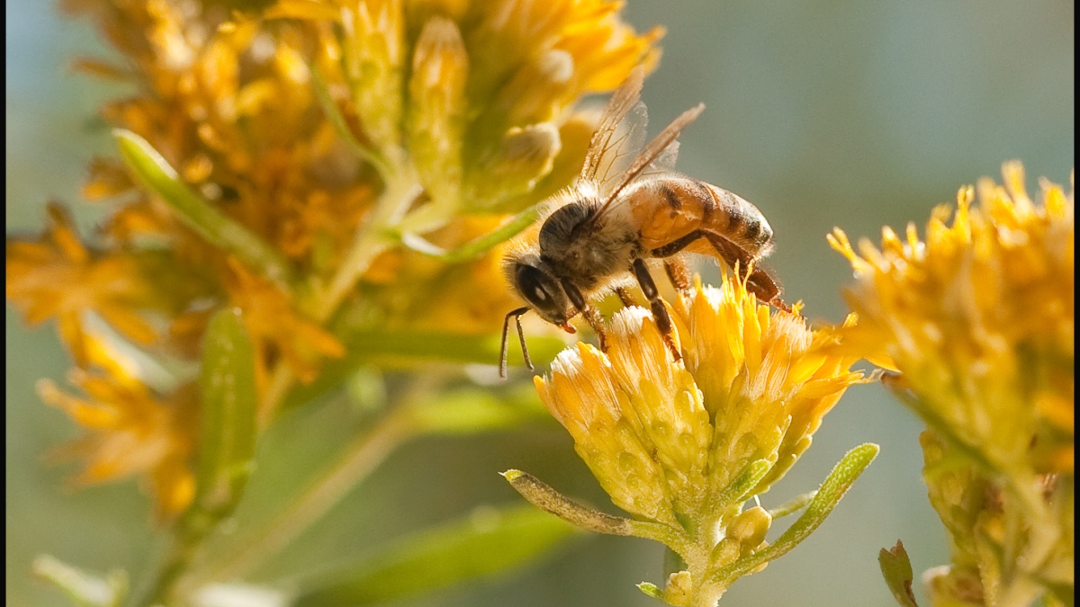 A honey bee feeds on a flower.