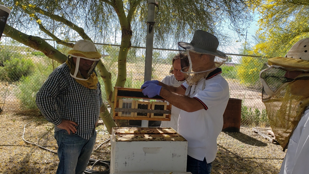 ASU continuing education beekeeping courses