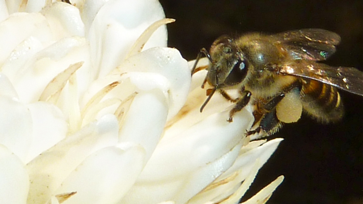 A honey bee feeds on the flower of a coffee plant.