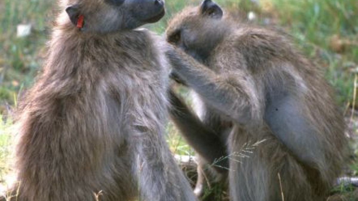 Baboon females grooming