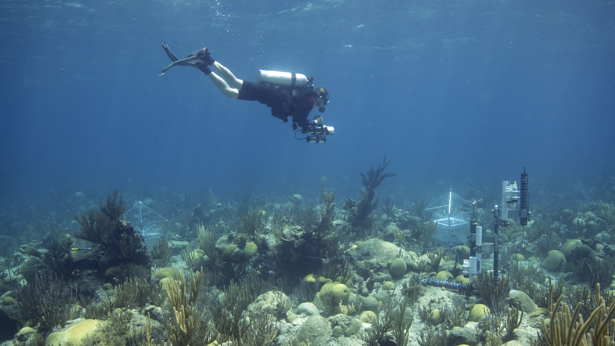 Man SCUBA diving in coral reef