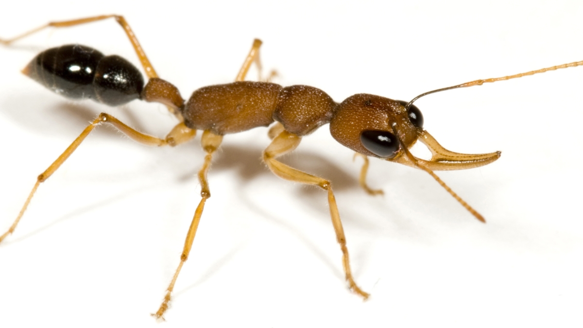 Close-up shots of the carpenter ant (left) and jumping ant (right).