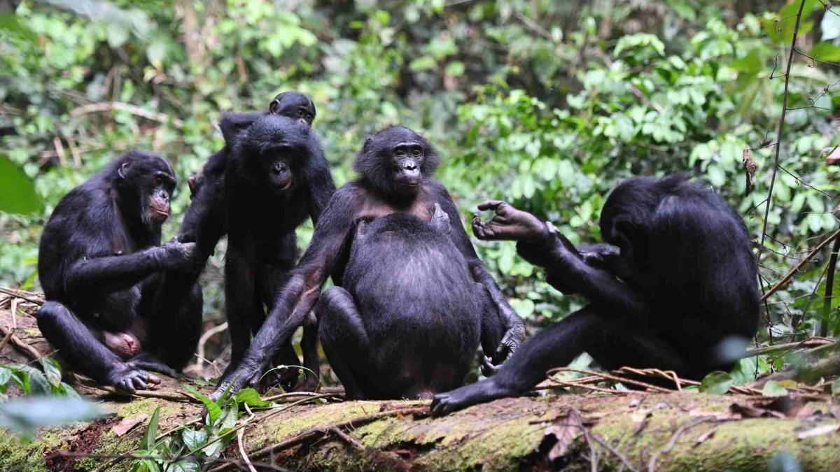 bonobo group