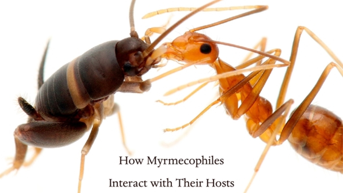 Cover of the book "The Guests of Ants" featuring a close-up photo of an ant and another insect.