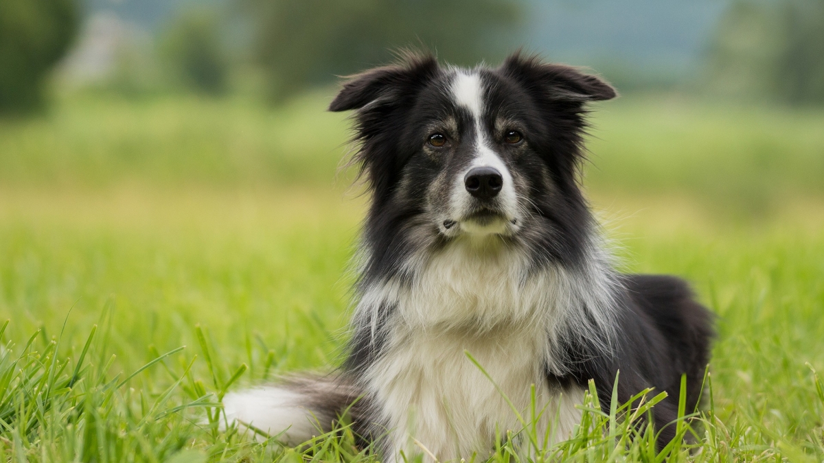 border collie lying down in grass