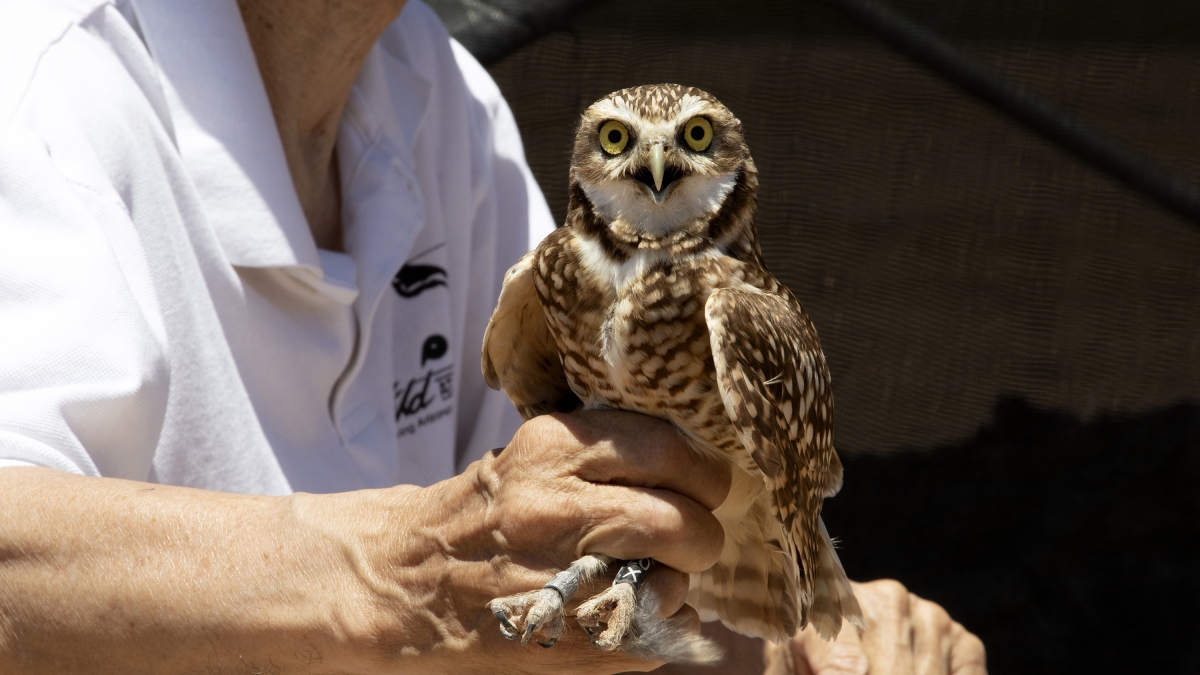 Wild at Heart's Greg Clark safely holds the legs of one of the first burrowing owls to be relocated at ASU Polytechnic campus