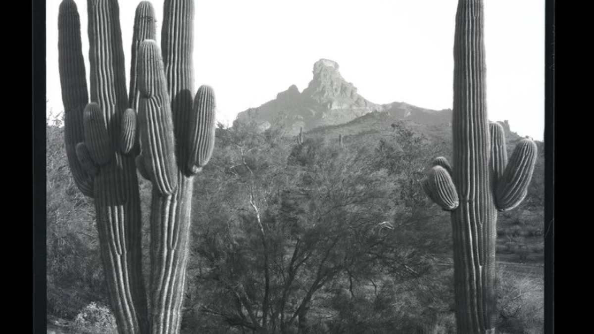 saguaro cactus in Phoenix from the McCulloch Brothers Photography Collection at the ASU Library