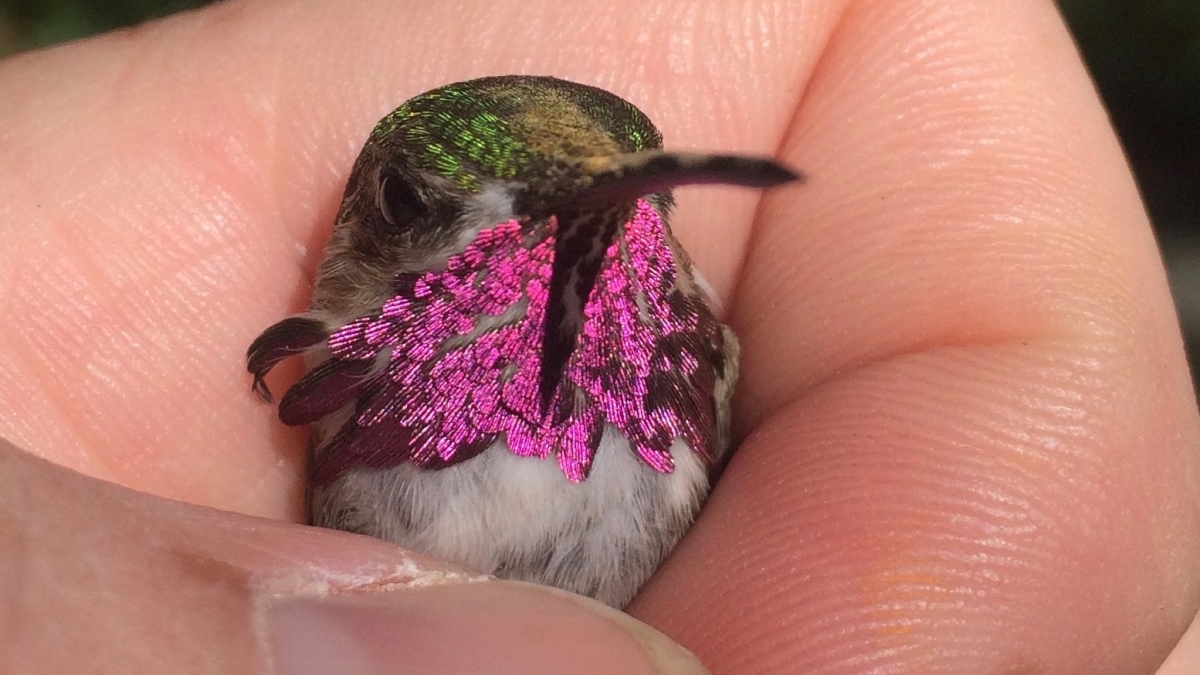 Calliope hummingbird in hand