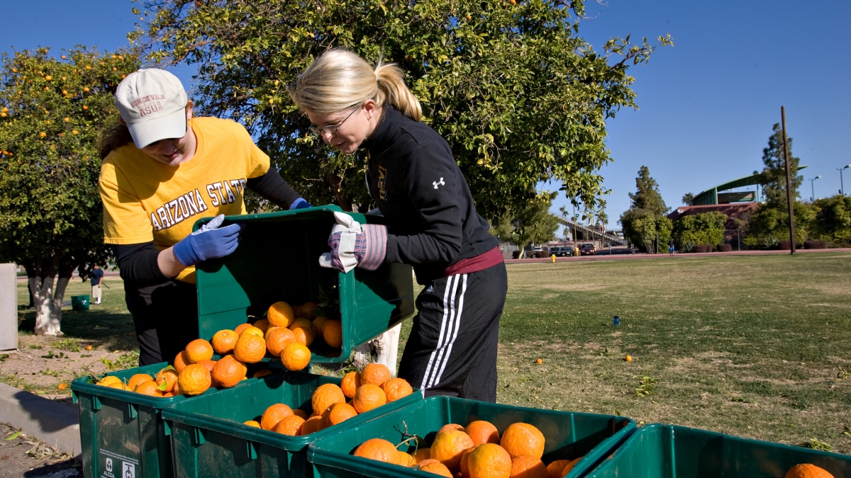 volunteers harvesting oranges on the ASU campus