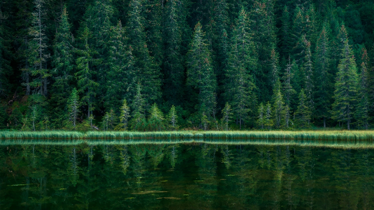 A jewel-toned lake surrounded by evergeen trees in the Carpathian Mountains.