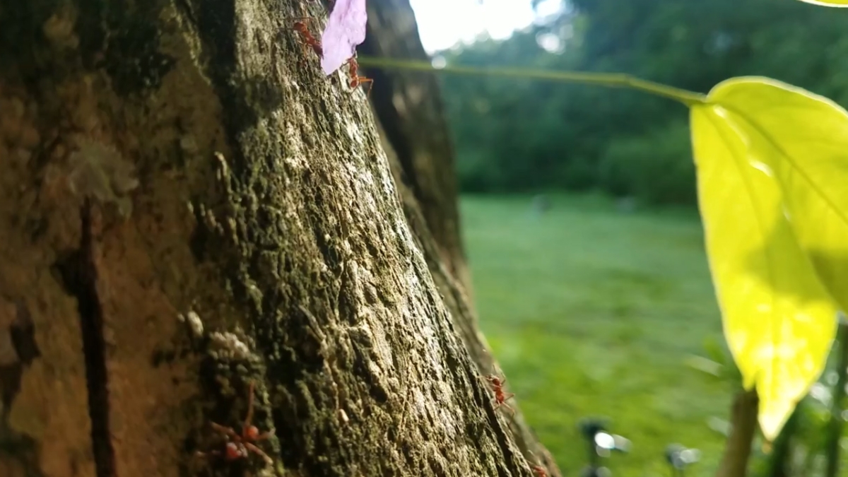 Leaf cutter ants on a tree branch