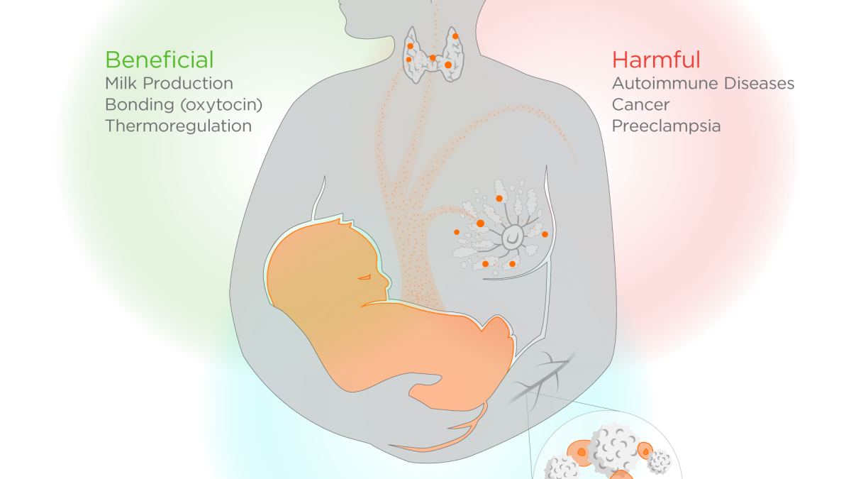 An illustration shows that fetal cells may have an influence on a mother&#039;s body
