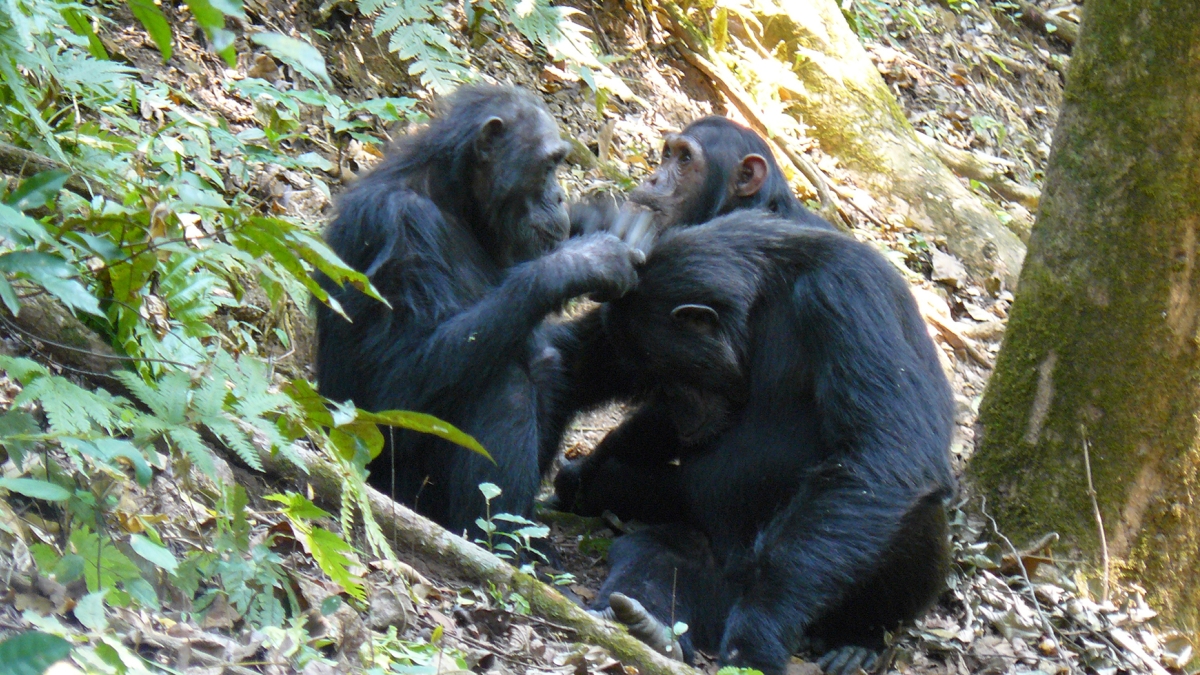 chimpanzees_grooming
