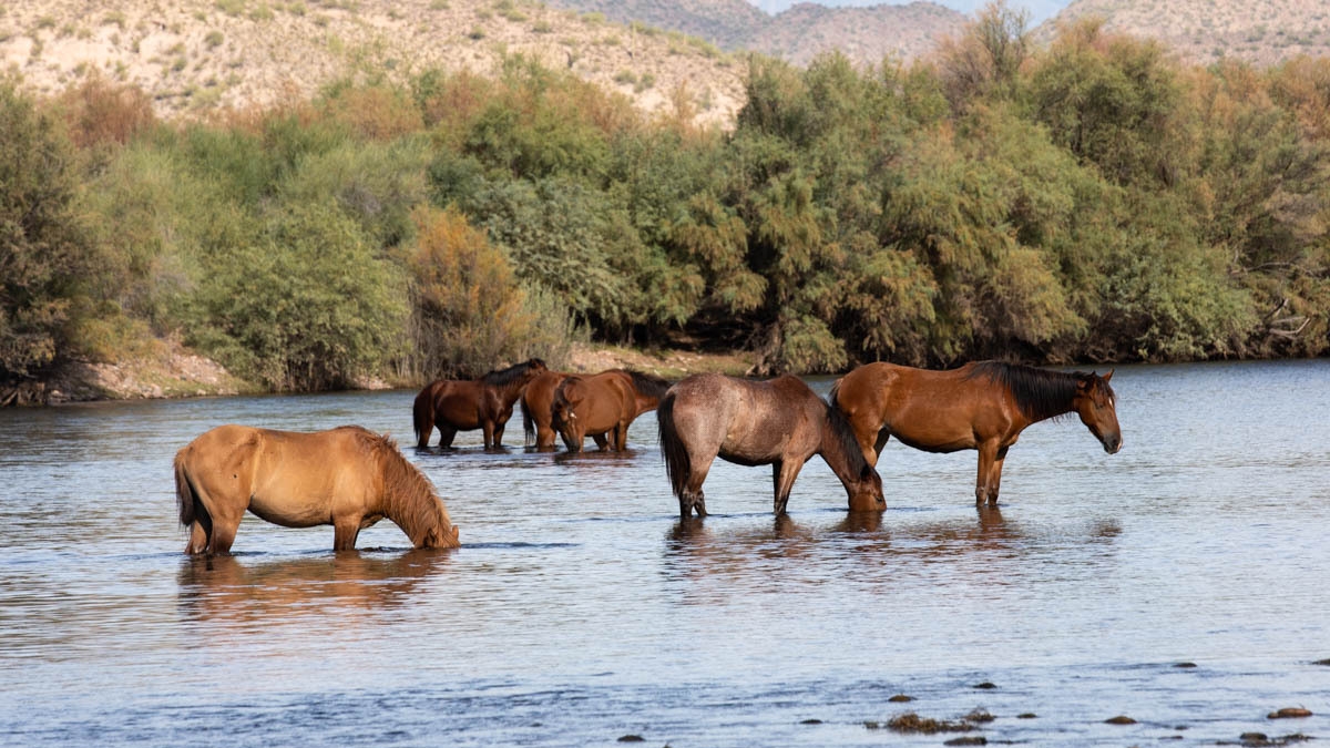 Wild horses cross the Salt River.