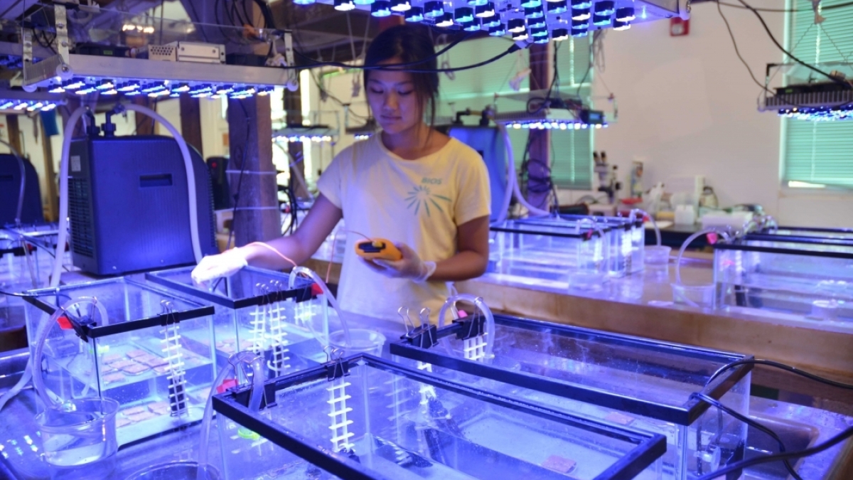 Student working in the ASU BIOS Naess Building coral lab.