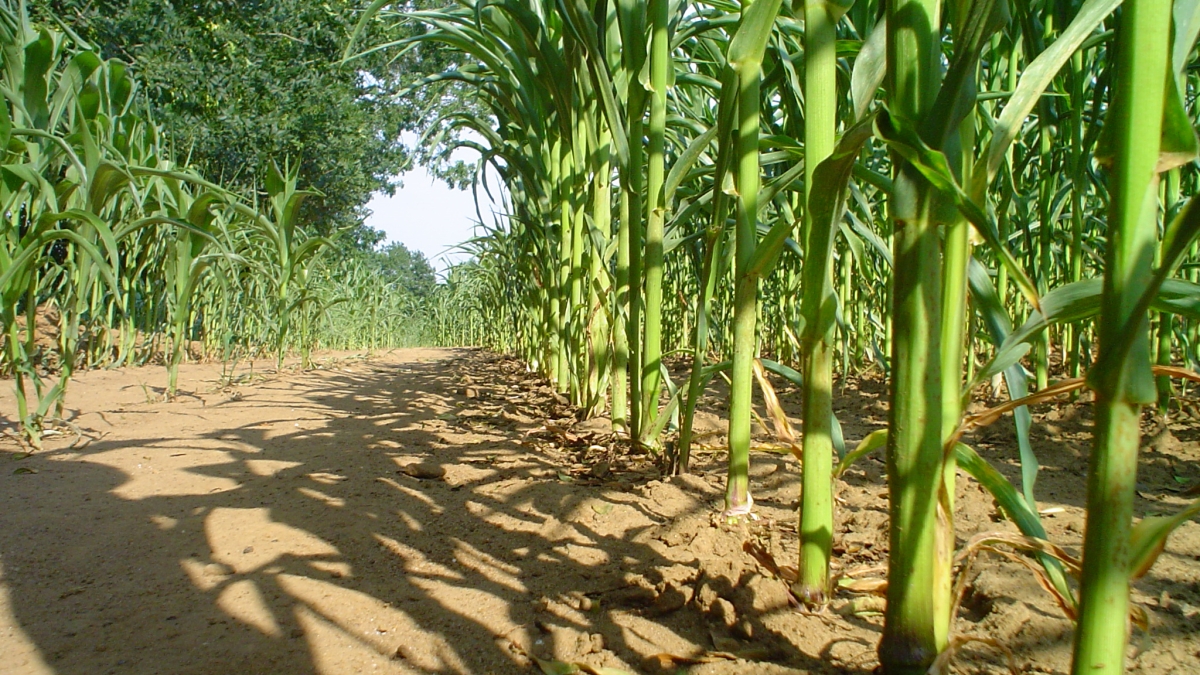 Corn crops 