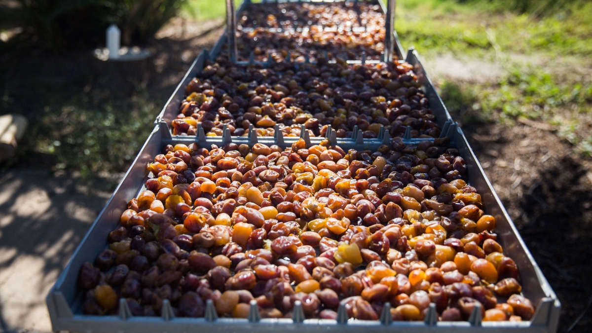 Harvested dates sit on a tray outside