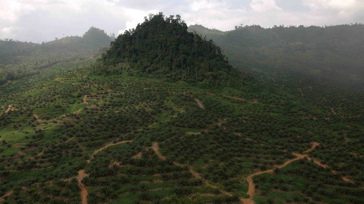 deforestation in Borneo