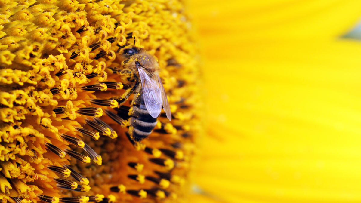 Bee collects pollen from sunflower