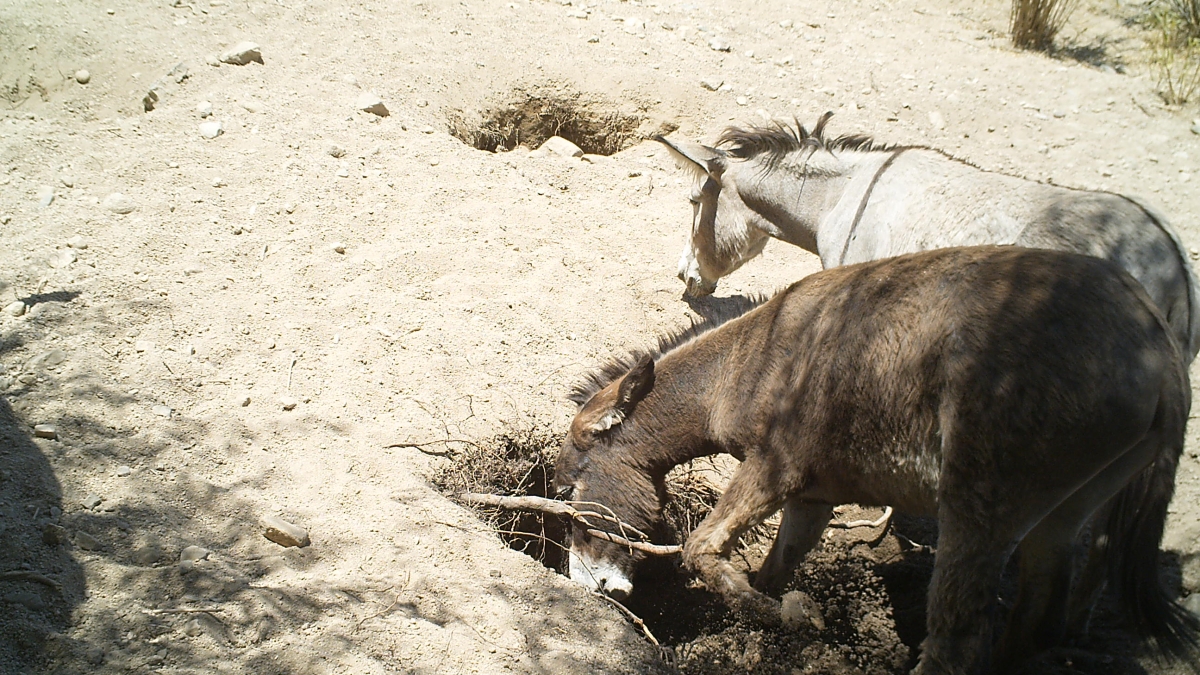 Donkeys digging well in desert