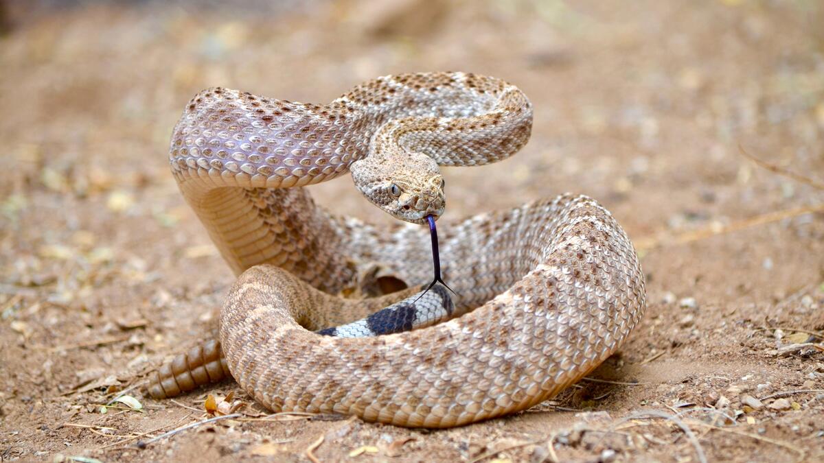 Cobra. Brown poisonous cobra snake attack position vector illustration on  white Stock Vector | Adobe Stock