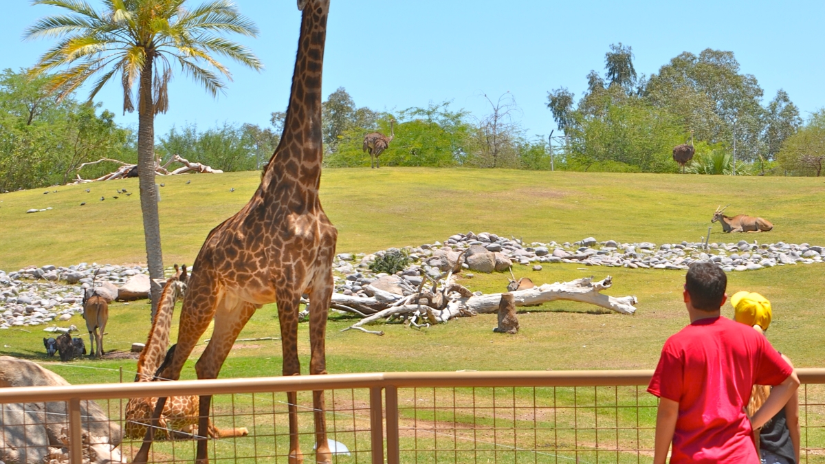 Giraffe at Phoenix Zoo
