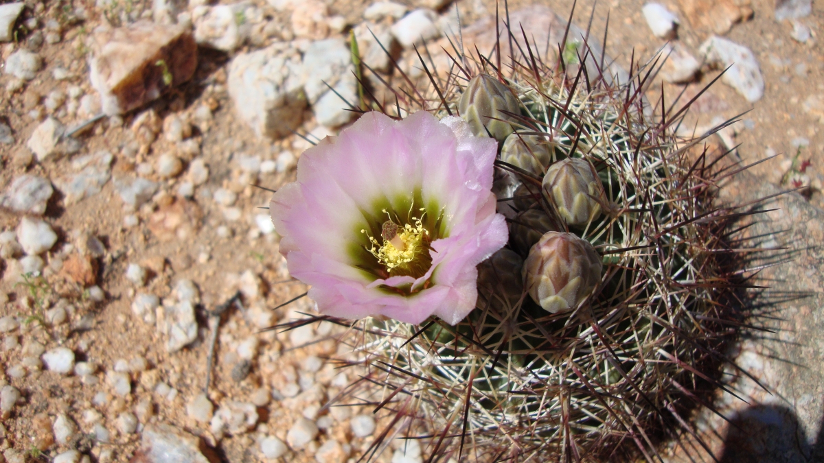 Acuna cactus with a purple blossom.
