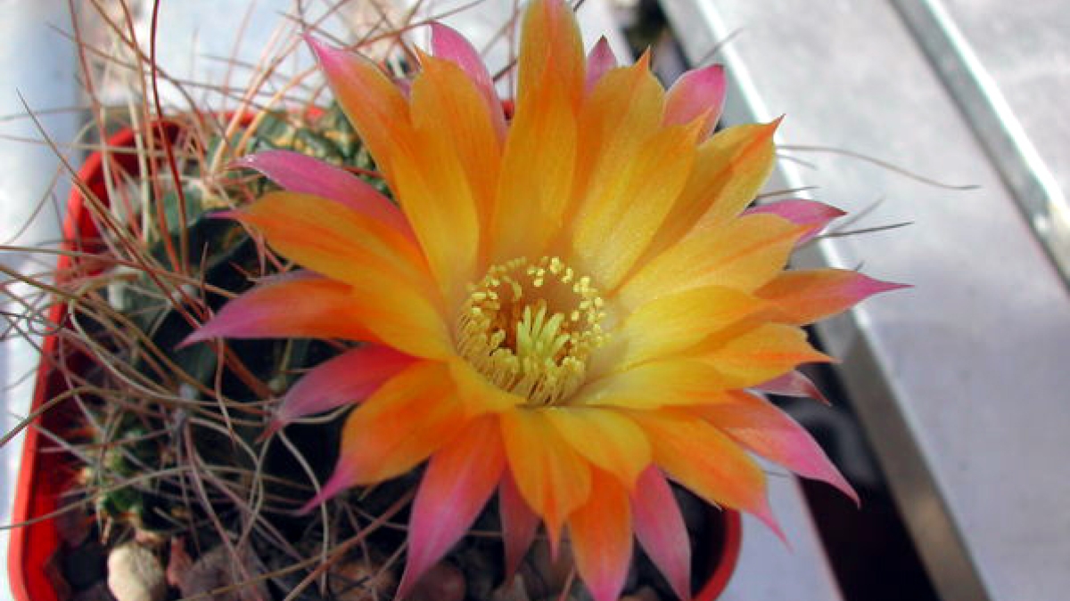 Echinopsis pampana is an endangered cactus