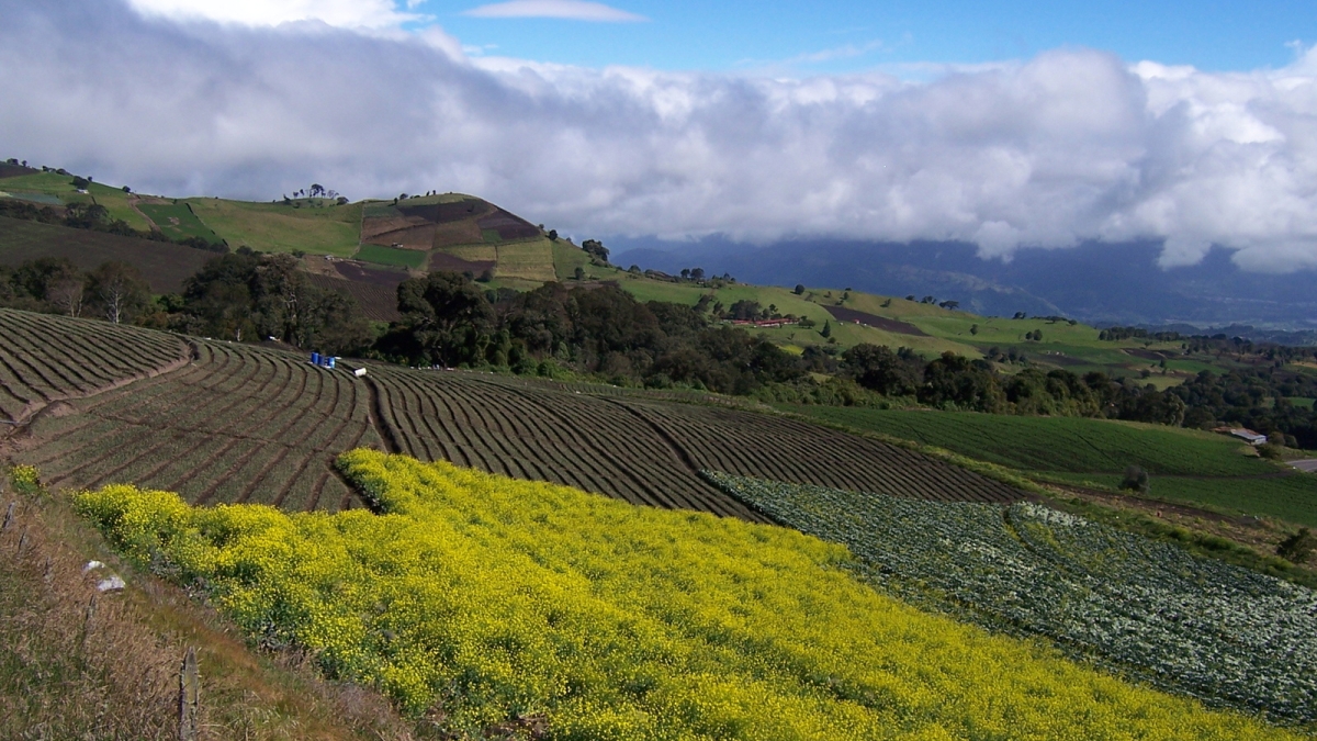 Terraced farming fields on hillsides.