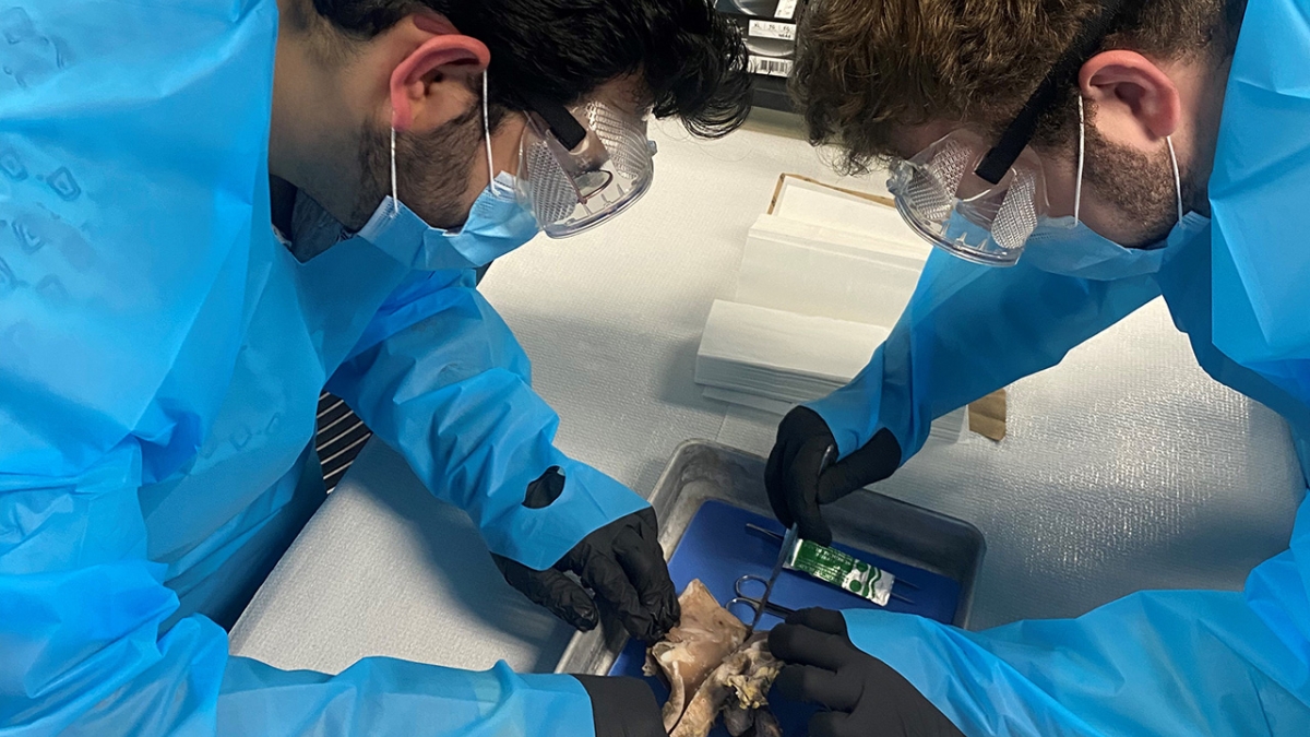 Two students in masks and goggles dissect a sheep's larynx.