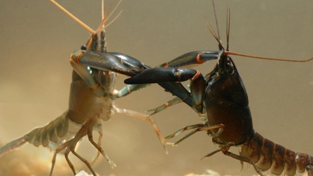Fighting crayfish