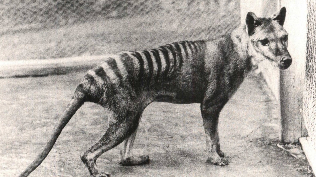 Tasmanian tiger at the Beaumaris Zoo in Hobart, Tasmania, 1928.