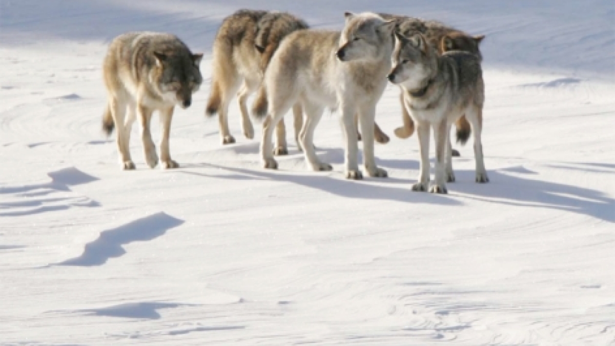 A pack of wolves in a snowy landscape.