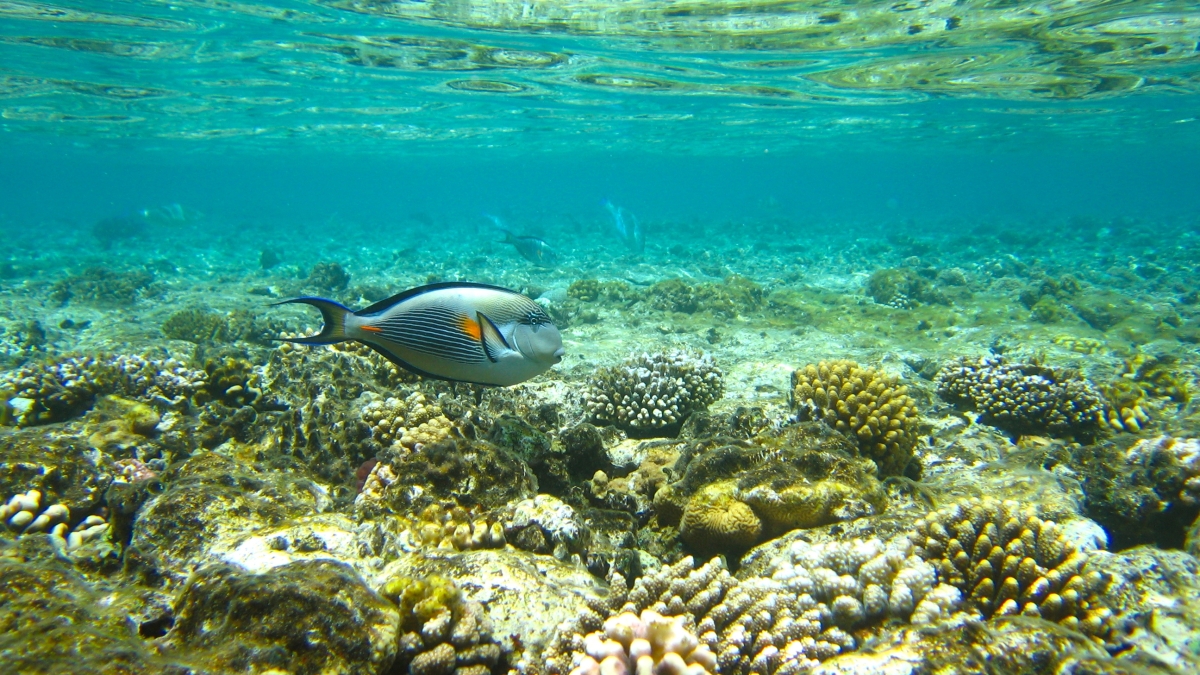 Coral reefs are eroded by microorganisms, among other stressors.