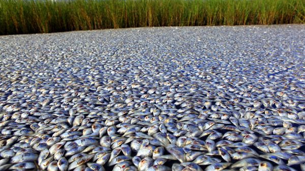 thousands of dead fish float to the surface of a Louisiana river
