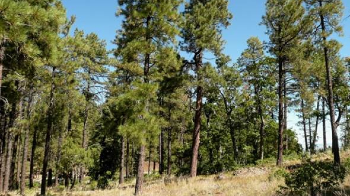 green ponderosa pine trees in northern Arizona meadow